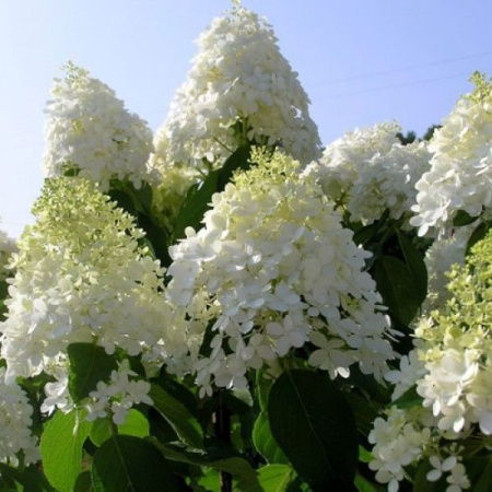 Гортензия Долли (Метельчатая) 1шт (Поиск)