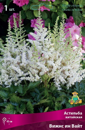 Астильба Вижнс ин Вайт 1шт (Поиск)