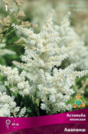 Астильба Аваланш 1шт (Поиск)