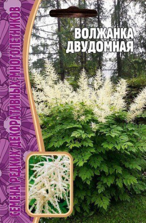 Волжанка двудомная многолетник 50шт (Ред.Сем)