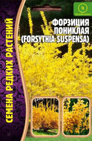 Форзиция пониклая 20шт (Ред.Сем)