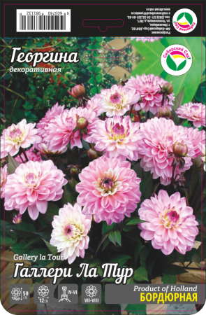 Георгина Галлери Ла Тур 1шт (Сиб сад)