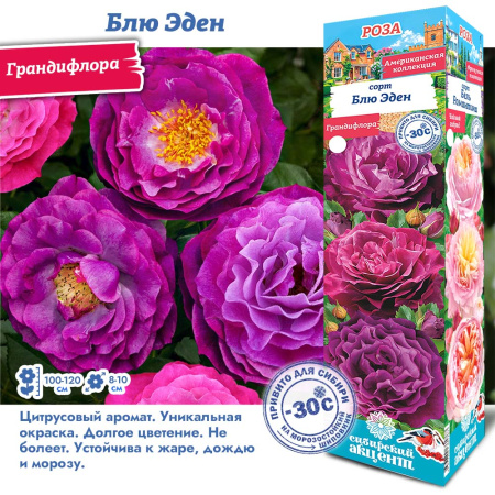 Роза Блю Эден (Грандифлора) 1шт (Сиб сад)