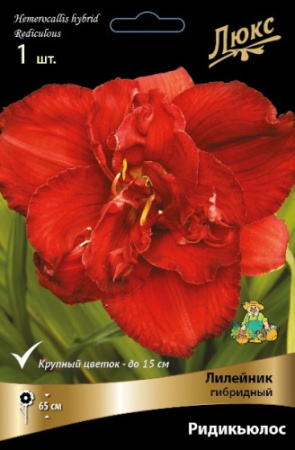 Лилейник Ридикюлос 1шт (Поиск)