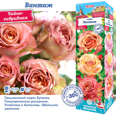 Роза Винтаж (Чайно-гибридная) 1шт (Сиб сад)