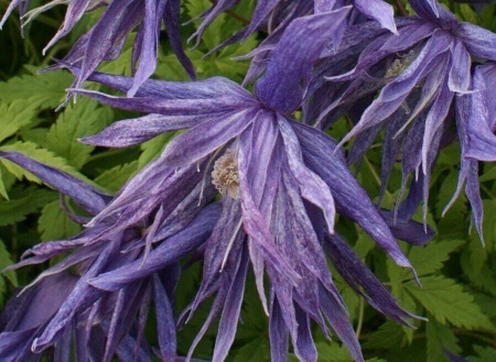 Клематис Виолет Сюрпрайз (коробка) 1шт (Поиск)