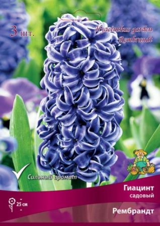Гиацинт Рембрандт 14/15 3шт (Поиск)