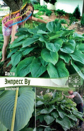 Хоста Эмпресс Ву 1шт (Колорлайн)