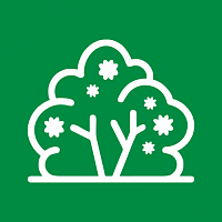 Кустарники декоративные