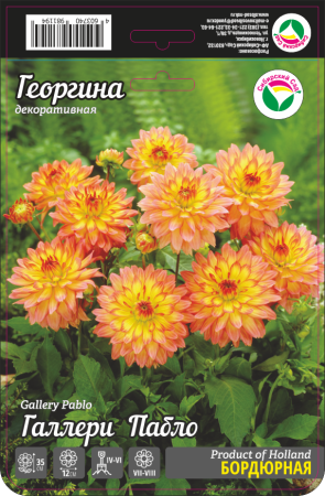 Георгина Галлери Пабло 1шт (Сиб сад)