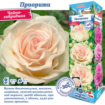 Роза Приорити (Чайно-гибридная) 1шт (Сиб сад)