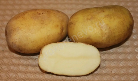Картофель Юбилей Жукова 1 репродукция 1кг (Россия)