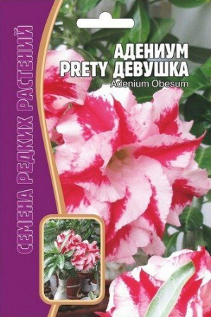 Адениум Прелестная Девушка 3шт (Ред.Сем)