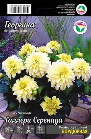 Георгина Галлери Серенада 1шт (Сиб сад)