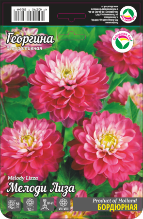 Георгина Мелоди Лиза 1шт (Сиб сад)