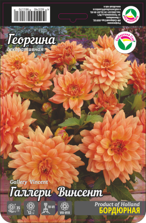 Георгина Галлери Винсент 1шт (Сиб сад)