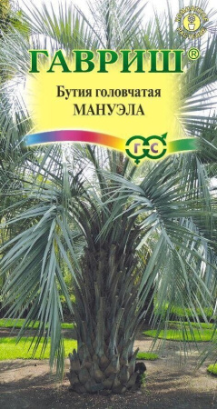 Бутия Мануэла головчатая 3шт (Гавриш)