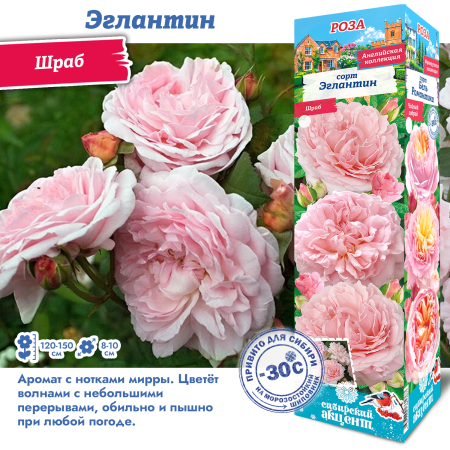 Роза Эглантин (Английская/Шраб) 1шт (Сиб сад)