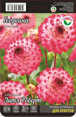 Георгина Литл Роберт 1шт (Сиб сад)