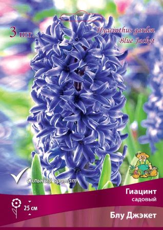 Гиацинт Блу Джэкет 15/16 3шт (Поиск)