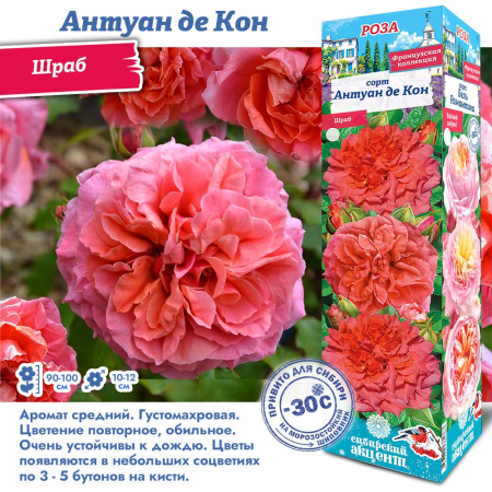 Роза Антуан де Кон (Шраб) 1шт (Сиб сад)