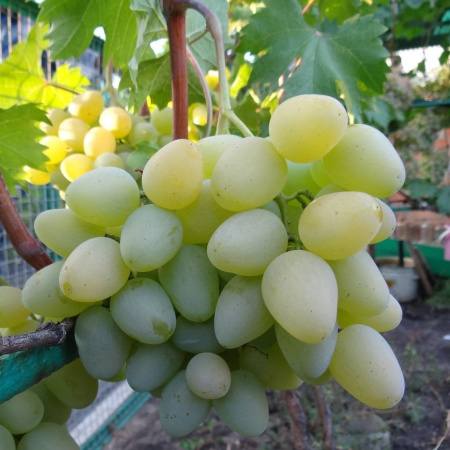 Виноград Монарх (коробка) 1шт (Поиск)