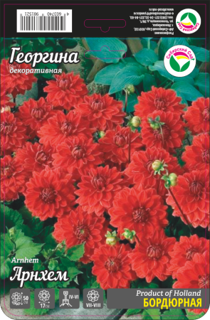 Георгина Арнхем 1шт (Сиб сад)