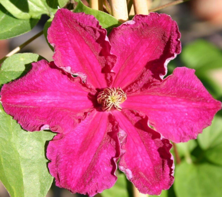 Клематис Эрнест Макхем (коробка) 1шт (Поиск)