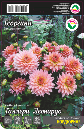 Георгина Галлери Леонардо 1шт (Сиб сад)
