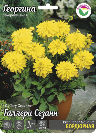 Георгина Галлери Сезанн 1шт (Сиб сад)