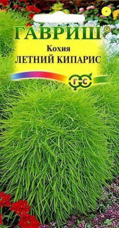 Кохия Летний кипарис однолетник 0,3г (Гавриш)